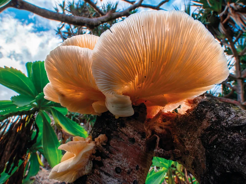Jardin créole traditionnel à La Réunion, exemple de sagesse écologique.