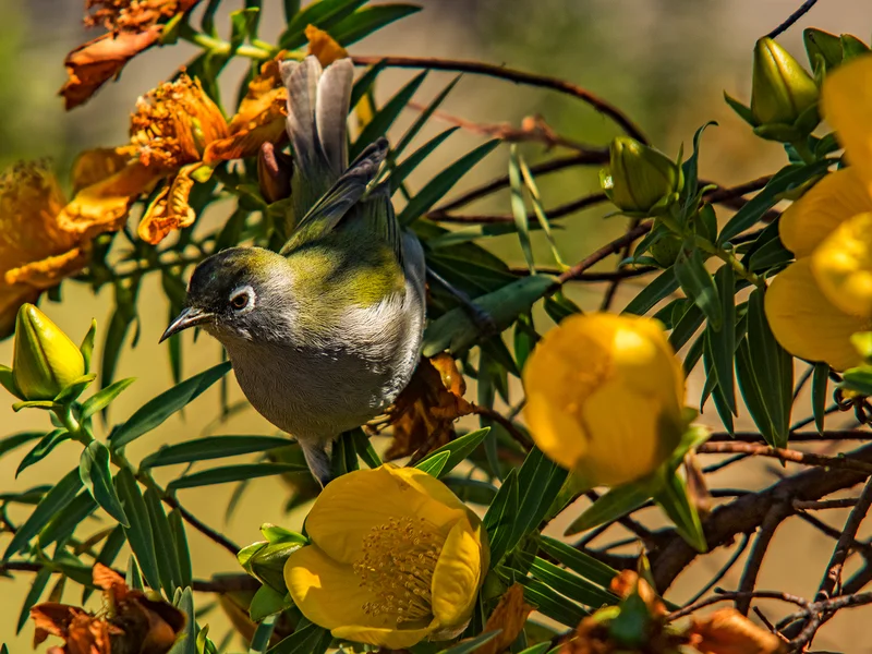 L'Agence Régionale de la Biodiversité (ARB) de La Réunion, un acteur clé pour la diversité du vivant.